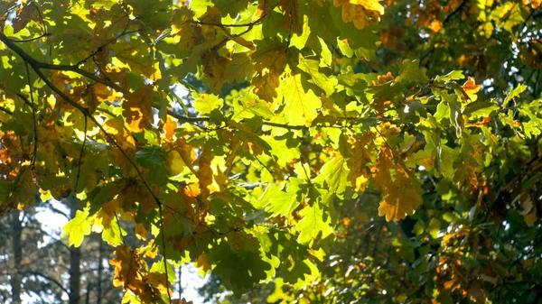 Närbild foto av gröna och gula Eklöv på träd — Stockfoto