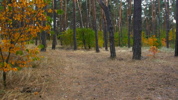 Tónusú táj hátborzongató őszi erdő — Stock Fotó