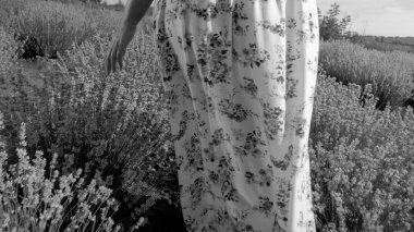 Siyah beyaz portre resim içinde lavanta sahasında yürüyen genç kadın