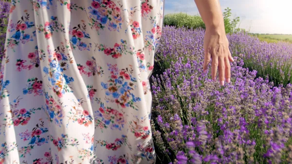 Imagen de primer plano de una mujer joven caminando en el campo de lavanda y tocando flores —  Fotos de Stock
