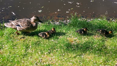 Nehir kıyısındaki ducklings ile yürüyüş anne ördek Slow motion video