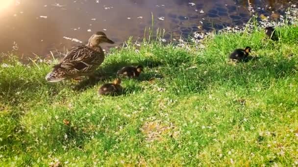 Vídeo en cámara lenta de la familia de patos sentados en el revirebank — Vídeos de Stock