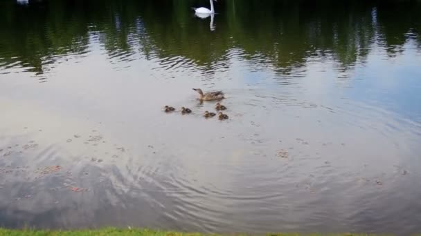 Повільне відео маминої качки, що плаває з каченятами на озері — стокове відео