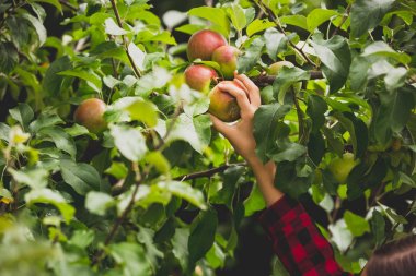 Portre fotoğraf üstünde tepe-in meyve bahçesi ağacında büyüyen apple için ulaşan el tonda