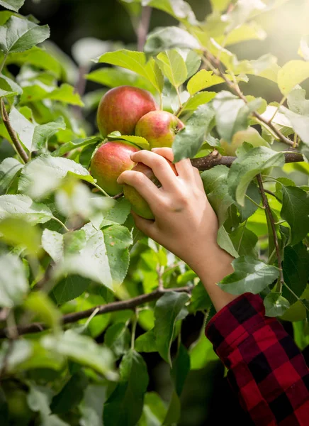 Closeup image of female hand picking fresh red apple from tree branch — Stock Photo, Image