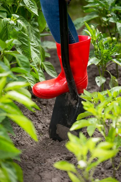 Closeup εικόνα γυναικεία πόδια στο Ουέλινγκτον καουτσούκ μπότες πιέζει φτυάρι στο χώμα του κήπου — Φωτογραφία Αρχείου