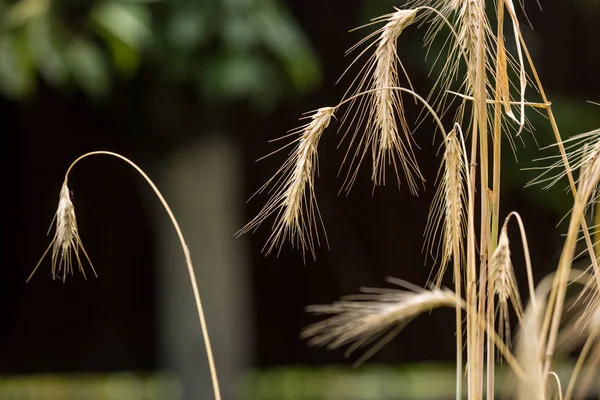 Closeup image of ripe golden wheat ears on field — Stock Photo, Image