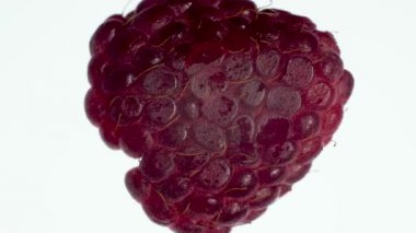 Macro 4k taze olgun ahududu sıkılmış ve ezilmiş beyaz sırt çantasının videosu. Organik gıda ve sağlıklı beslenme için mükemmel bir soyut zemin. Böğürtlen yakın çekim