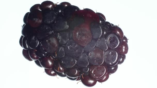 Close up 4k video of squeezing and crushing ripe blackberry on white background. Идеальный абстрактный фон для органических продуктов питания и здорового питания. Крупный план ягод — стоковое видео