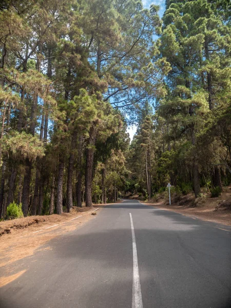 Imagem bonita de estrada higway longa em montanhas cercadas por pinheiros altos — Fotografia de Stock