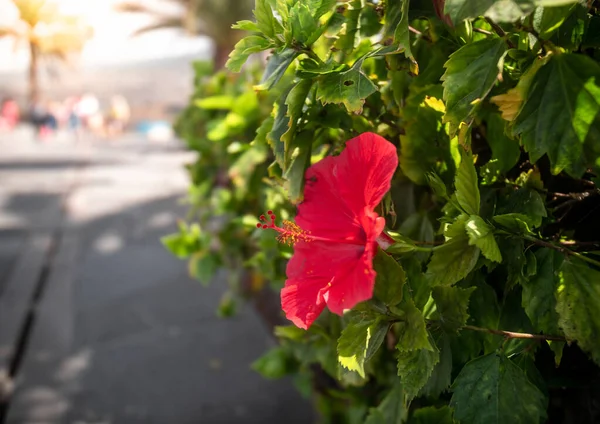 Närbild bild av vackra röda hibiskus blomma växer på träd vid havet — Stockfoto