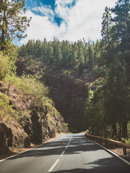 Тонированное изображение узкой дороги, проходящей через старый сосновый лес в горах — стоковое фото