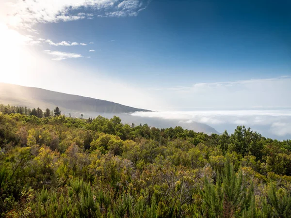 Piękny obraz chmur pokrywających wielki las rosnący na górze w jasny słoneczny dzień — Zdjęcie stockowe