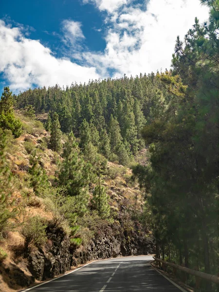 Prachtig beeld van de snelweg die leidt naar vulkaan Teide op tenerife, gaan door oude dennenbos — Stockfoto