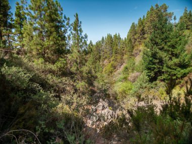 Uçurumlarda ve yüksek mantarlarda yetişen yüksek çam ağaçları ve çalılardan oluşan güzel bir manzara.