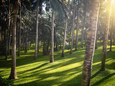 Bahçedeki çimlerin üzerinde büyüyen yüksek palmiye ağaçlarının arasından parlayan güneşin güzel fotoğrafı.