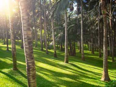 Muhteşem tropikal bahçe, mükemmel çimenler ve tropikal palmiye ağaçları.