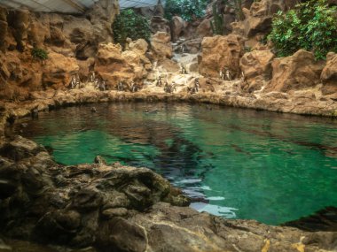 Hayvanat bahçesindeki su havuzunun yakınındaki kayalıklarda oturan penguen resmi