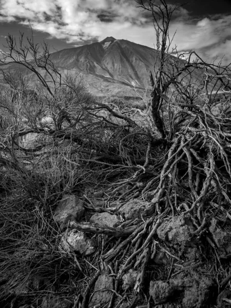 Ασπρόμαυρη εικόνα ξηρού νεκρού δέντρου και άνυδρης βραχώδους ερήμου ενάντια στα μεγάλα βουνά — Φωτογραφία Αρχείου