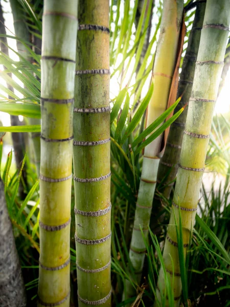 Image rapprochée des rayons du soleil traversant les tiges de bambou vert dans la forêt tropicale — Photo