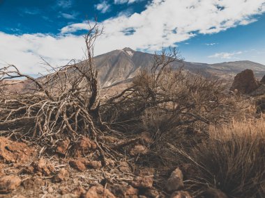 Volkanik kaya oluşumlarında yetişen kurumuş ağaçların tonlu görüntüsü Teide, Tenerife, Kanarya Adaları