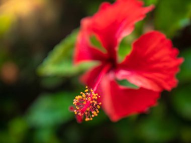 Tropikal orman ormanlarında açan kırmızı amber çiçeğinin makro görüntüsü