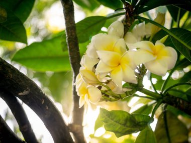 Güneş 'in yakın plan görüntüsü tropikal ağaçlar ve beyaz manolya çiçekleri arasında parlıyor.