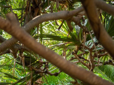 Tropikal orman ormanlarındaki kavisli ağaç dalları, palmiyeler ve yaprakların soyut görüntüsü