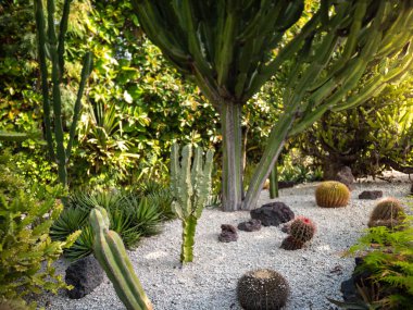 Botanik bahçesinde kayaların üzerinde büyüyen bir sürü farklı kaktüsün güzel görüntüsü.