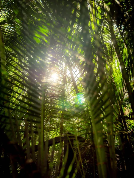 Abstrakt tonad bild av ljus sol skiner genom palmblad i tropisk regnskog — Stockfoto