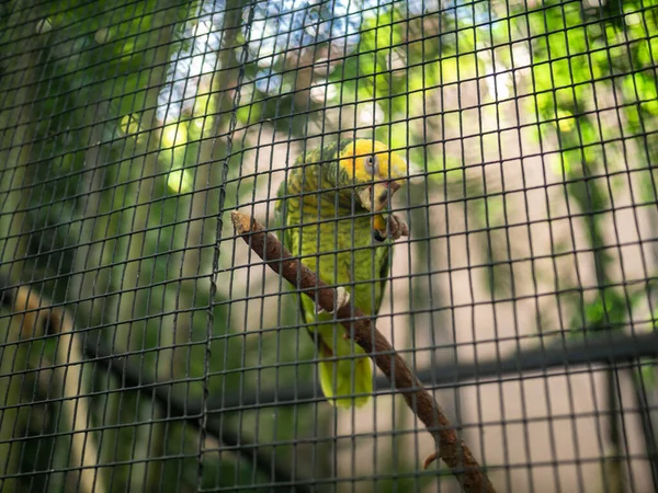 Imagem de close-up de papagaio verde sentado no galho da árvore e comendo no aviário do zoológico — Fotografia de Stock