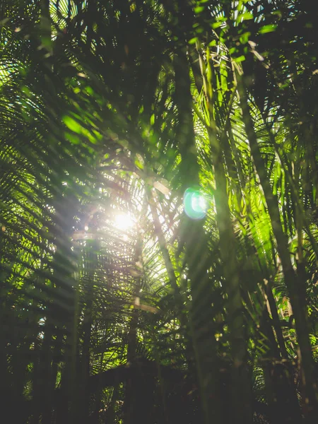 Toned image of bright sun rays shining between palm trees and bamboos in tropical forest — Stock Photo, Image