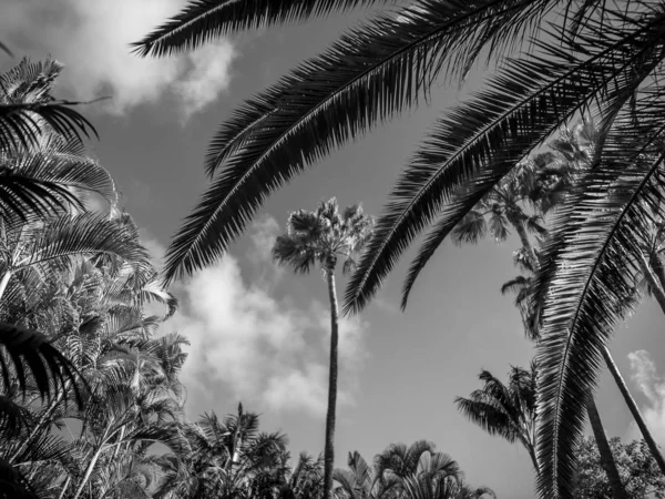 Imagen en blanco y negro de selva tropical con palmeras altas — Foto de Stock