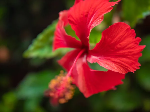 Macro image of tropical red hibiscus flower growing in jungle — Stock Photo, Image