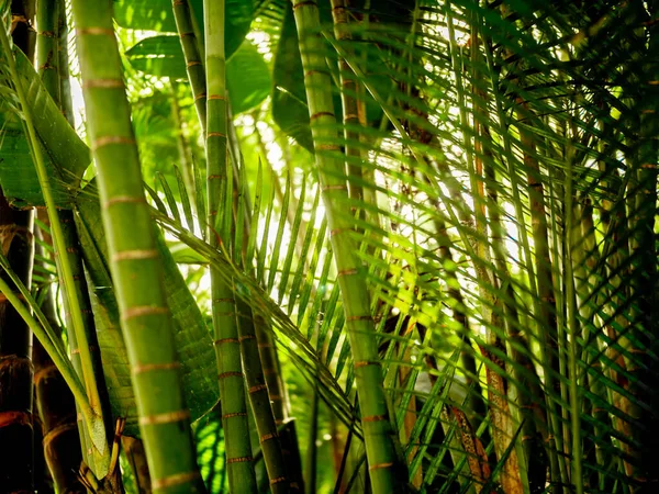 Imagem macro de folhas verdes frescas de bambu na floresta tropical contra o sol brilhante — Fotografia de Stock