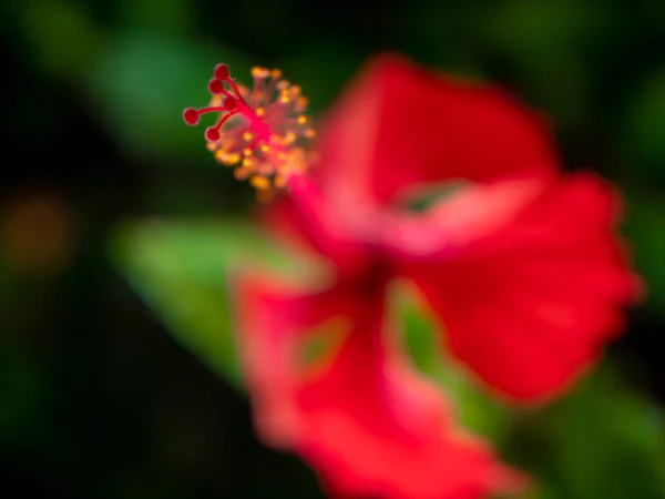 Macro image of yellow pollen and red petals of hibiscus flower growing in jungle forest — Stock Photo, Image