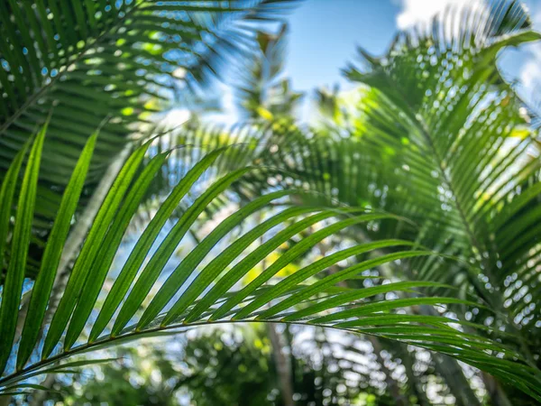 Närbild foto av långa gröna palmblad mot klarblå himmel på tropiska ön — Stockfoto