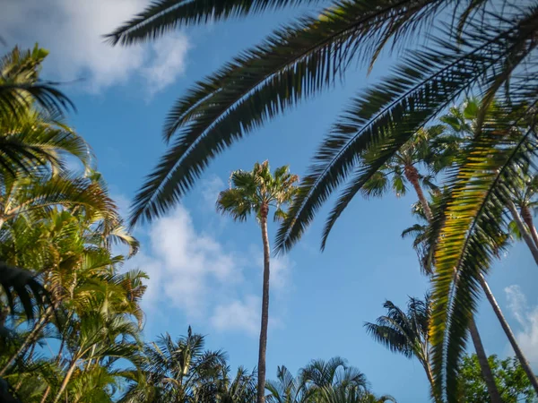 Hermoso paisaje de altas palmeras creciendo en la selva contra el cielo azul brillante — Foto de Stock