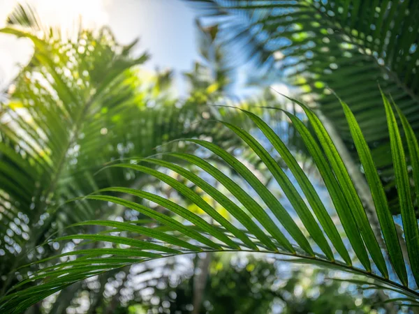 Närbild bild av bambbo blad och palm mot ljus sol och blå himmel i regnskogen — Stockfoto