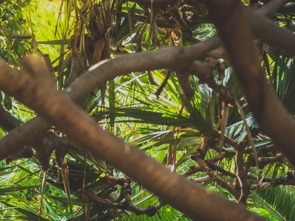 Toned image of sun shining through curved tree branches and palm leaves in the jungle forest — Stock fotografie