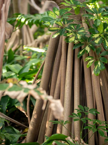 Imagen de cerca de largas raíces de árboles tropicales en la selva —  Fotos de Stock