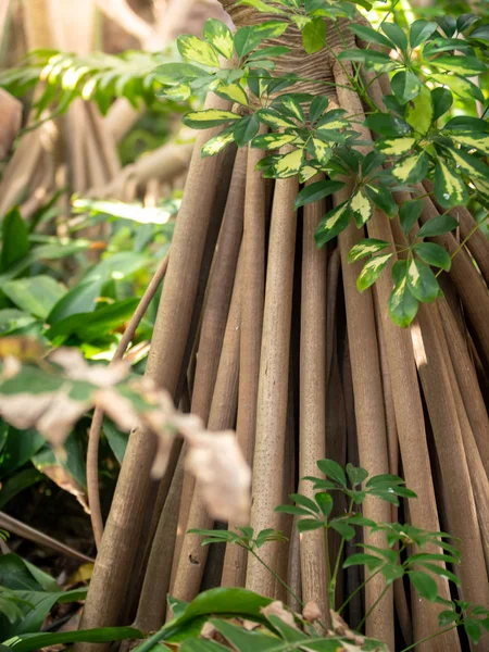 Närbild bild av solen skiner genom långa stora rötter av tropiska fikus träd i regnskogen — Stockfoto