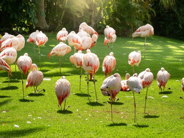 Beautiful closeup image of pink flamingo flock eating grass on field — Stock Photo, Image