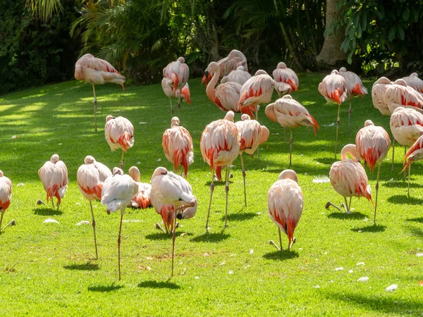 Hermosa imagen de una gran bandada de pájaros flamencos rosados en el prado del zoológico —  Fotos de Stock