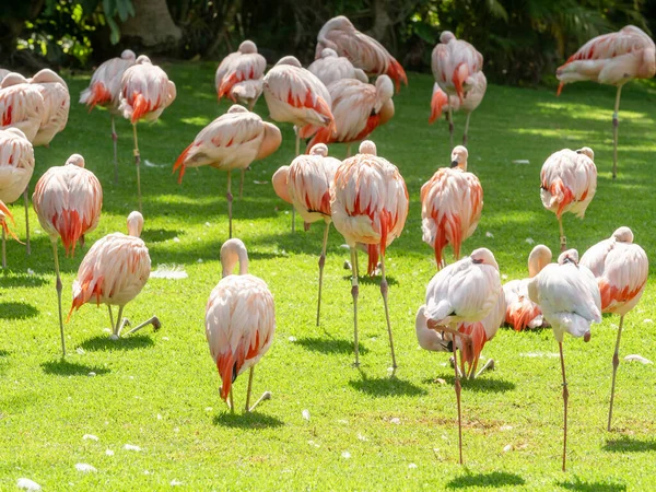 Image of big flock of pink flaming birds on the grass field — Stock Photo, Image