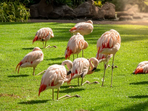 Hermosa imagen de las aves llameantes rosadas se congregan en el césped de hierba verde fresca en el parque —  Fotos de Stock
