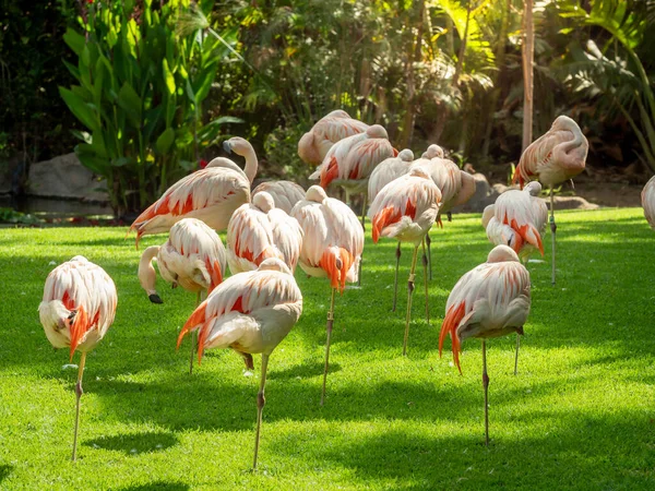 Beautiful image of pink flaming birds flock on grass meadow at Loro Parque zoo, Tenerife island — Stock Photo, Image