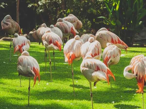 Toned image of red flamingo birds in the aviary at Loro Parque zoo, Tenerife island, Canaries — Stock Photo, Image