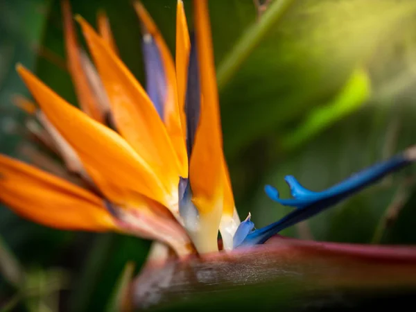 Macro imagem de incrível colorido strelitzia paraíso flor pássaro florescendo contra a luz do sol — Fotografia de Stock