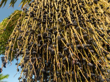 Palmiye ağacında olgunlaşan siyah acai üzümlerinin yakın plan fotoğrafı.